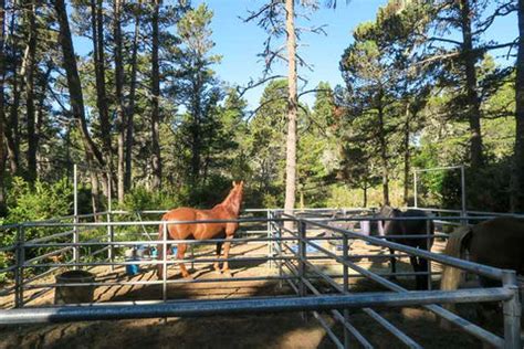 wild mare horse camp